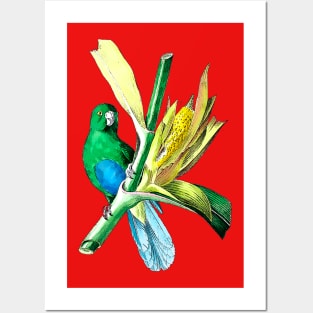 little green parakeet Posters and Art